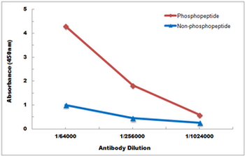 Anti-CD61 (pY785) Antibody