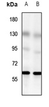 Anti-GPR56 Antibody