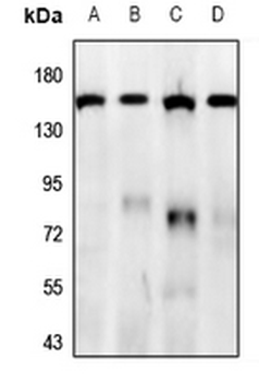 Anti-GPR158 Antibody