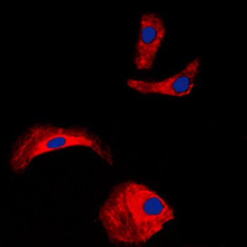 Anti-OLFML2A Antibody