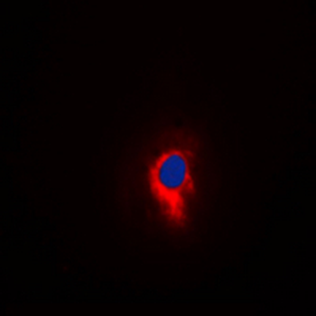 Anti-GLURD2 Antibody