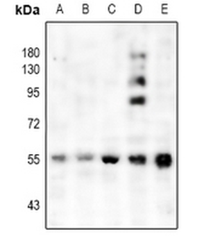 Anti-CHRM1 Antibody