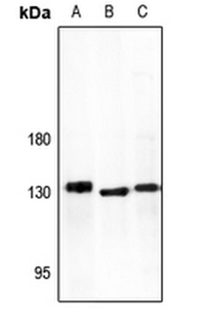 Anti-ADAMTS10 Antibody