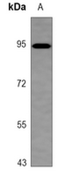 Anti-ITIH3 Antibody