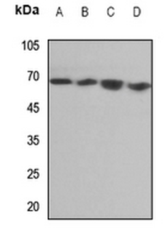 Anti-Endoglycan Antibody