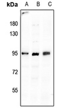 Anti-BGT-1 Antibody