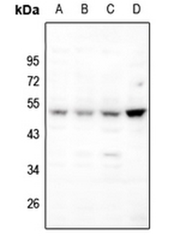 Anti-BAMBI Antibody