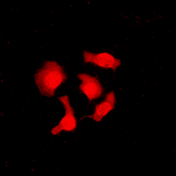 Anti-CABLES1 Antibody