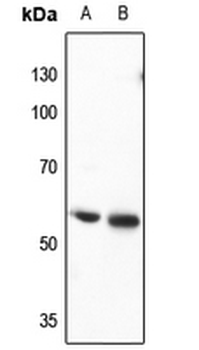 Anti-CRMP3 Antibody
