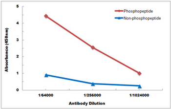 Anti-SHPTP2 (pY542) Antibody