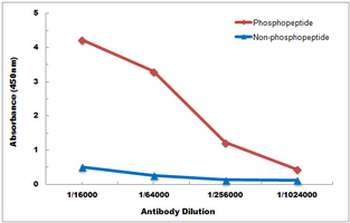 Anti-TPL2 (pT290) Antibody
