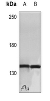 Anti-Cyclin B3 Antibody