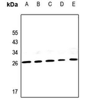 Anti-PIGX Antibody