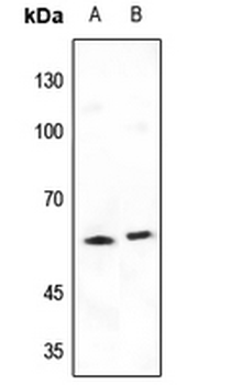 Anti-SHCB Antibody