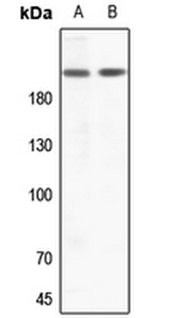 Anti-ZC3H13 Antibody