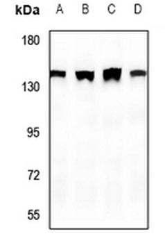 Anti-SHANK2 Antibody