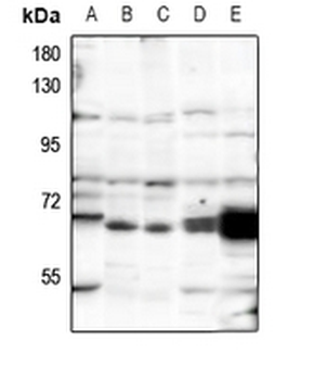 Anti-POLR3C Antibody