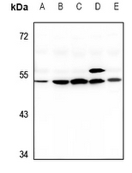 Anti-G3BP2 Antibody