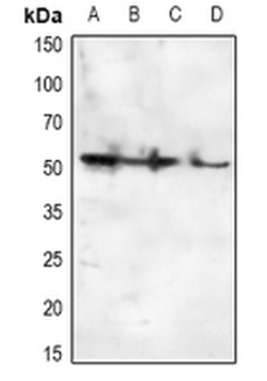 Anti-CD32c Antibody