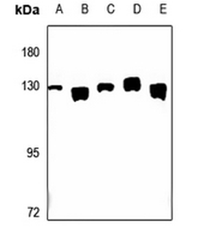 Anti-CLIP2 Antibody