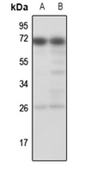 Anti-TESK1 Antibody