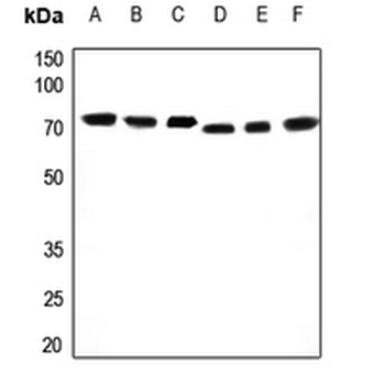 Anti-OCT3 Antibody