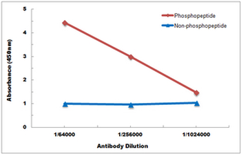 Anti-JNK1/2/3 (pT183) Antibody