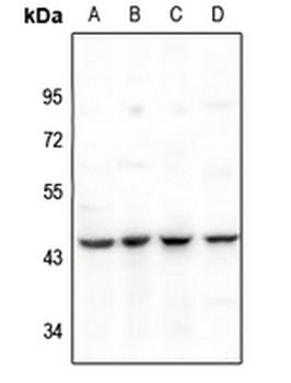 Anti-PAI2 Antibody