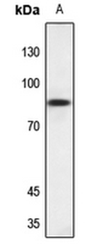 Anti-NSF Antibody