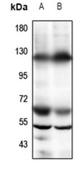 Anti-GPR19 Antibody