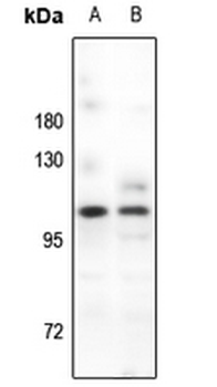 Anti-PSD93 Antibody
