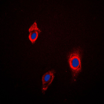 Anti-Cytochrome P450 3A4/5 Antibody