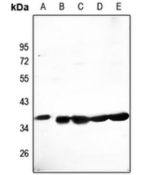 Anti-CLNS1A Antibody