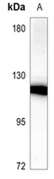 Anti-Cadherin 18 Antibody