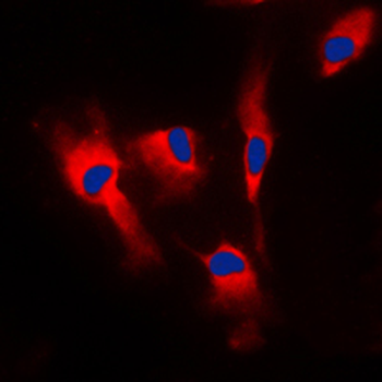 Anti-Calmodulin Antibody
