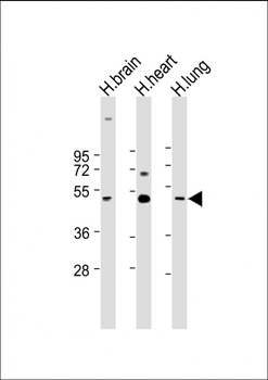 CX3CL1 Antibody (Center)