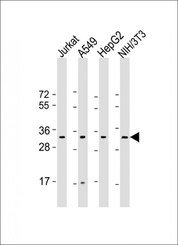 RPS2 Antibody (C-Term)
