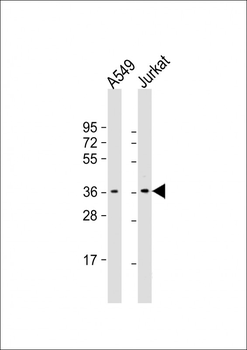 HMG20B Antibody (N-Term)