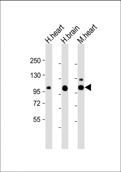 CDH13 Antibody (Center)