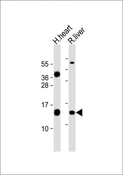 FXC1 Antibody (N-term)