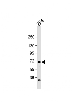 (DANRE) rab11fip4a Antibody (Center)