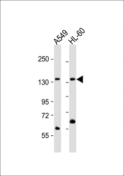 AFF1 Antibody (C-term)