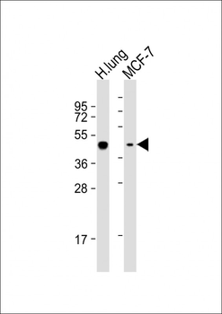 AGER Antibody (Center)