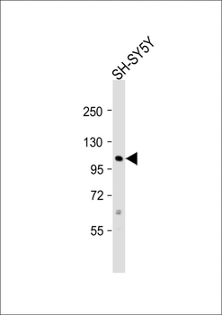 ATP1A3 Antibody (Center)