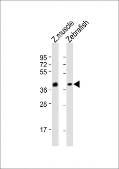 (DANRE) eng2b Antibody (N-term)