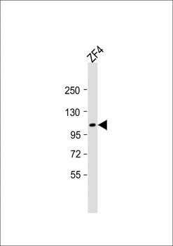 (DANRE) tie2 Antibody (N-term)
