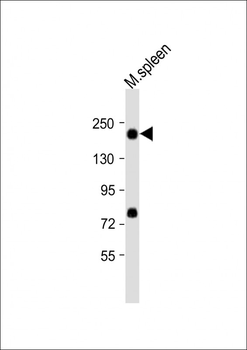 Mouse Mertk Antibody (C-term)