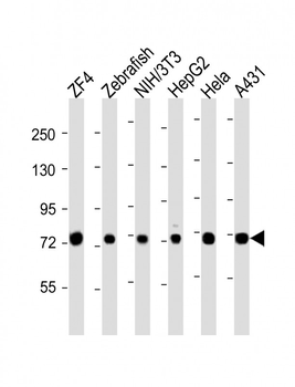 (DANRE) hspa8 Antibody (C-term)