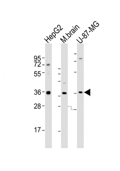 CRYZ Antibody (C-term)