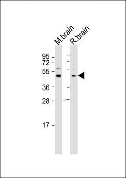 GFRA1 Antibody (C-term)